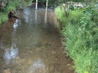 Fischsterben Wipper 1440